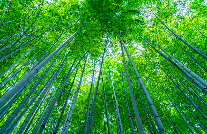 竹の用紙