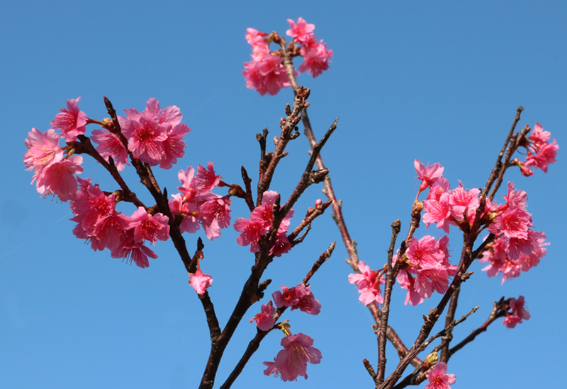 宮古島の桜と青空